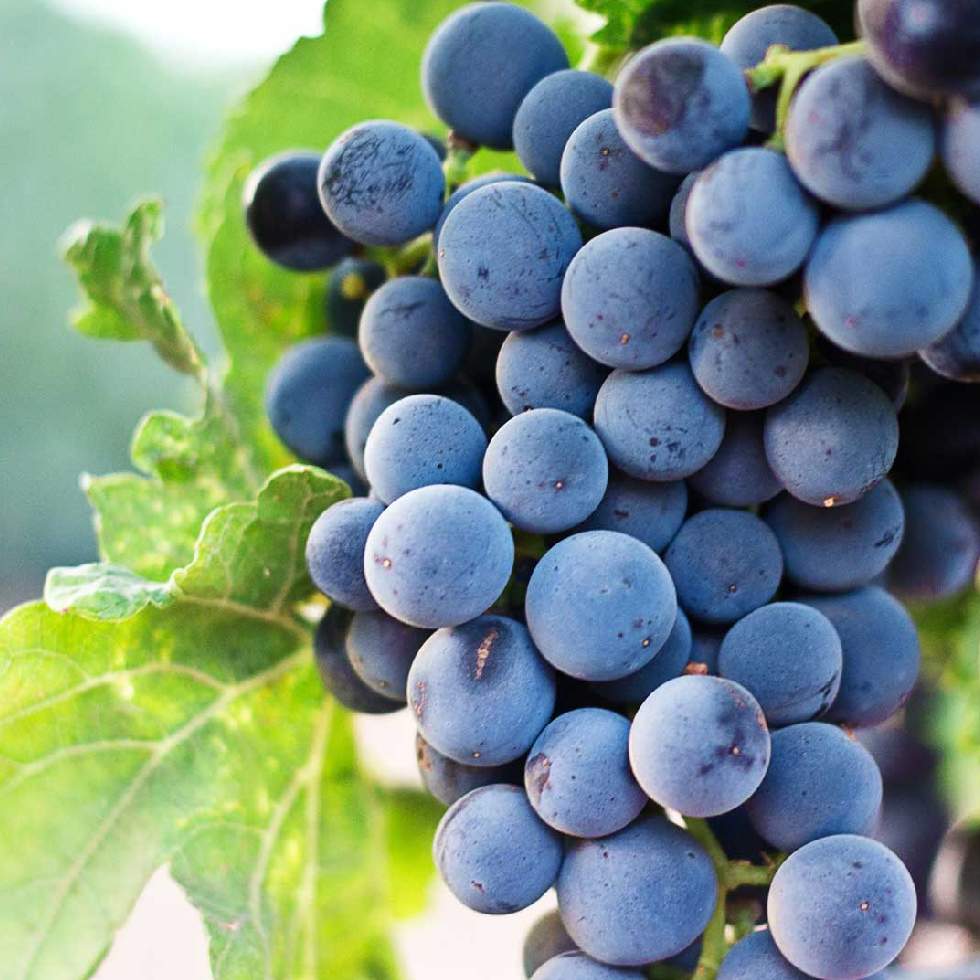 RESVERATROL