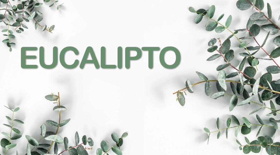 EUCALIPTO